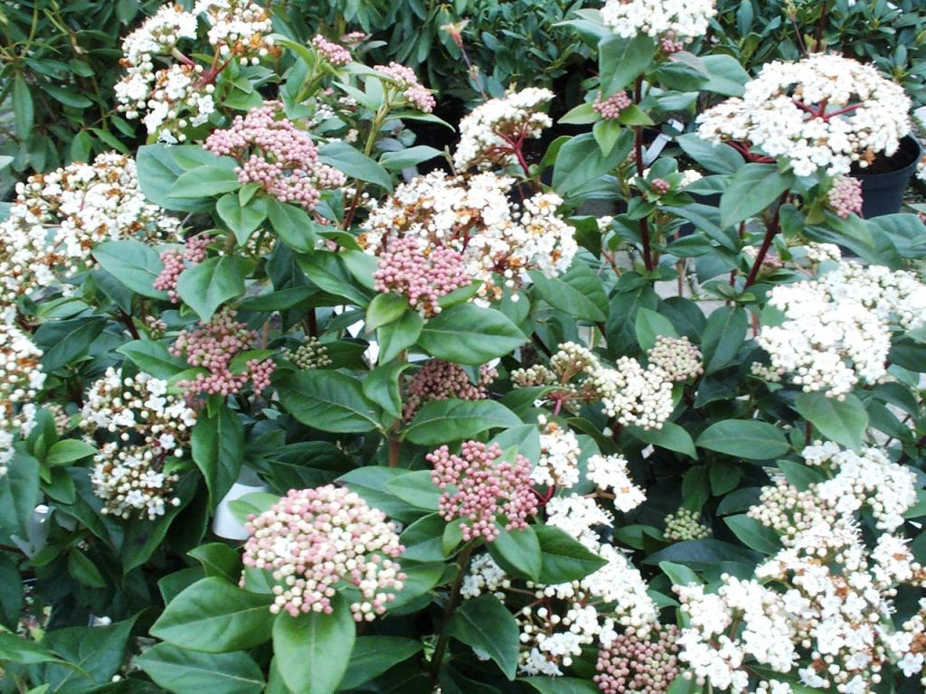 viburnum-tinus