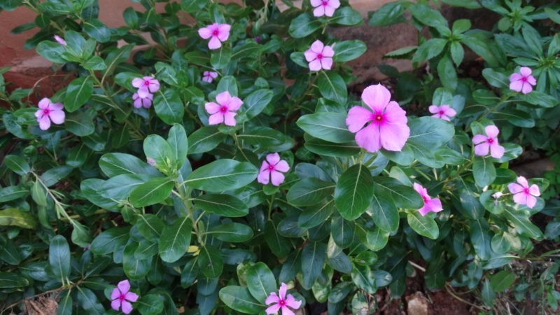 vinca