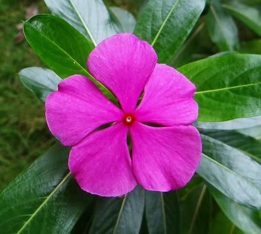 vinca3