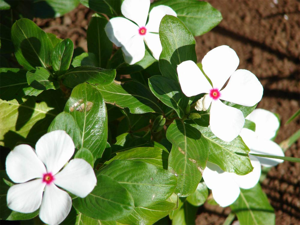 vincas-flores