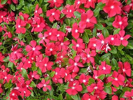 vincas