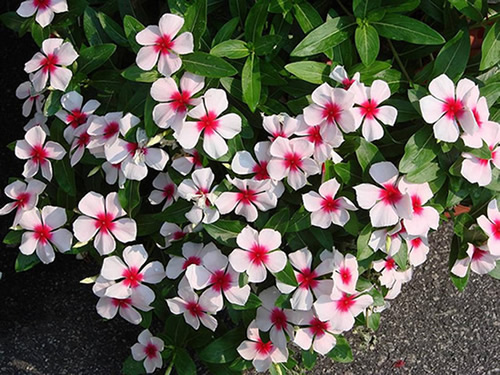 vincas