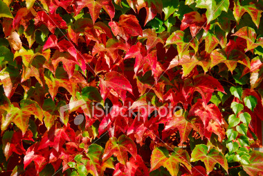 vinha virgem - Parthenocissus quinquefolia