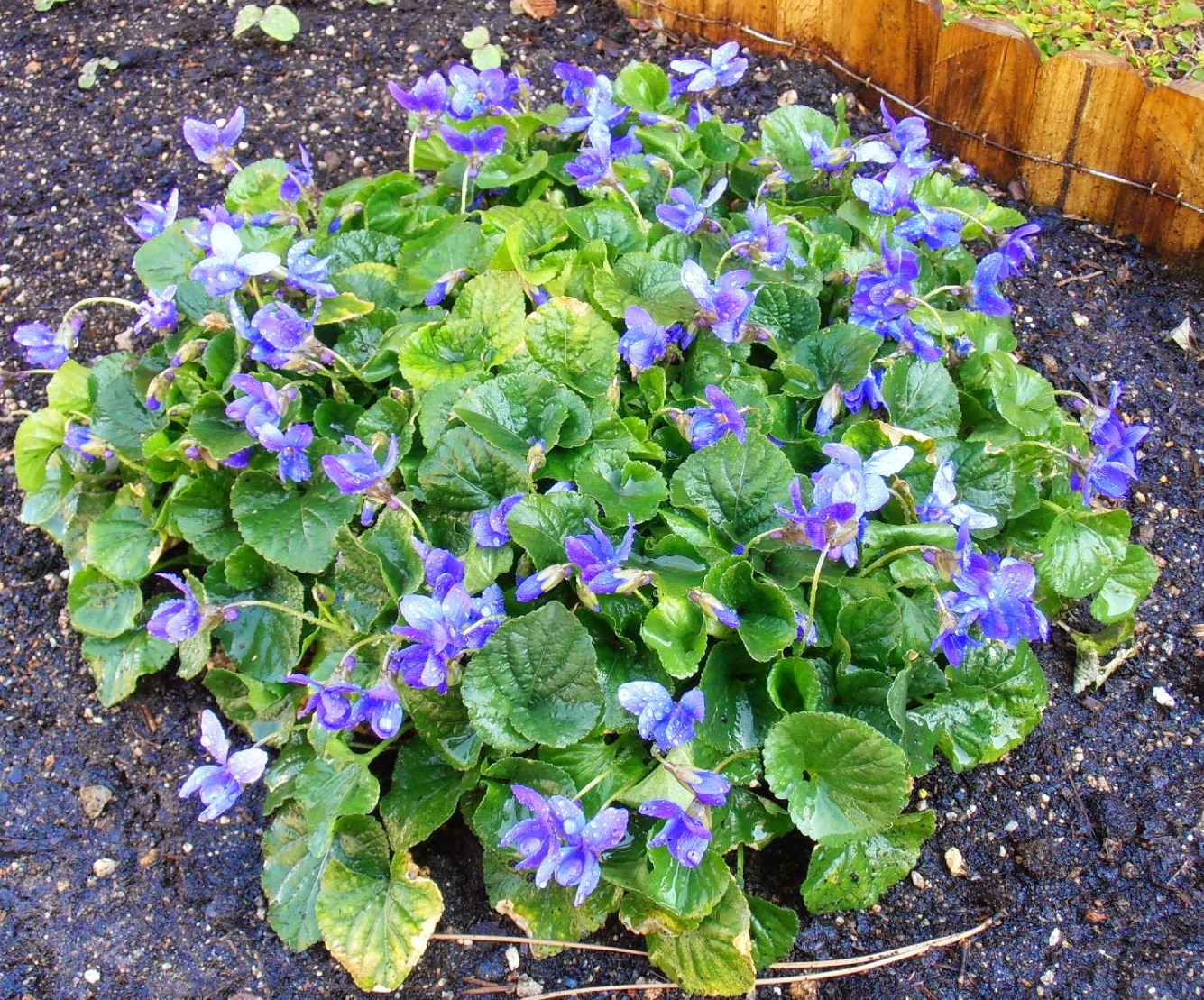 viola odorata