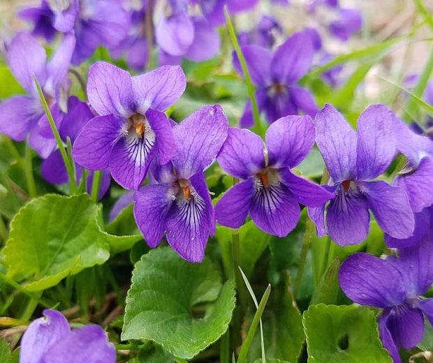 viola odorata