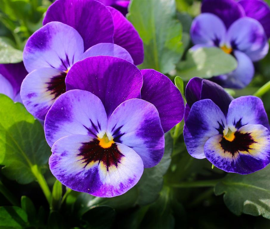 viola tricolor