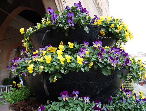 viola tricolor