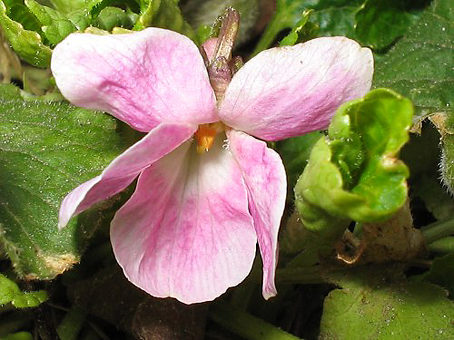 viola_odorata2