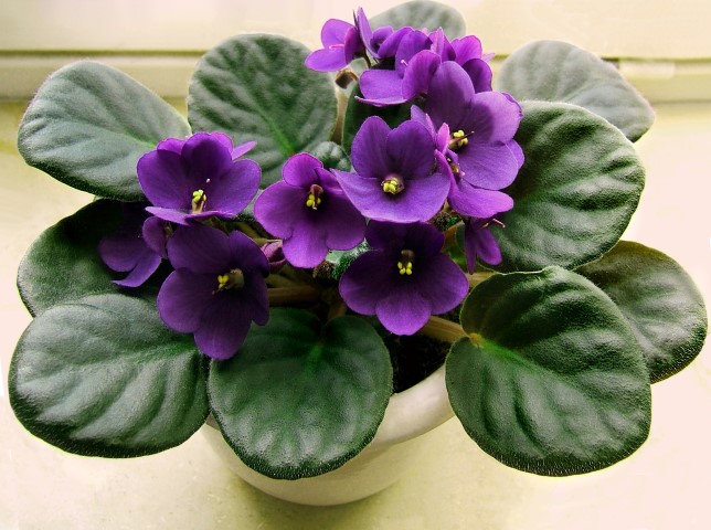 violeta-africana