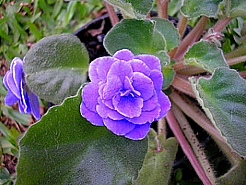 violeta africana