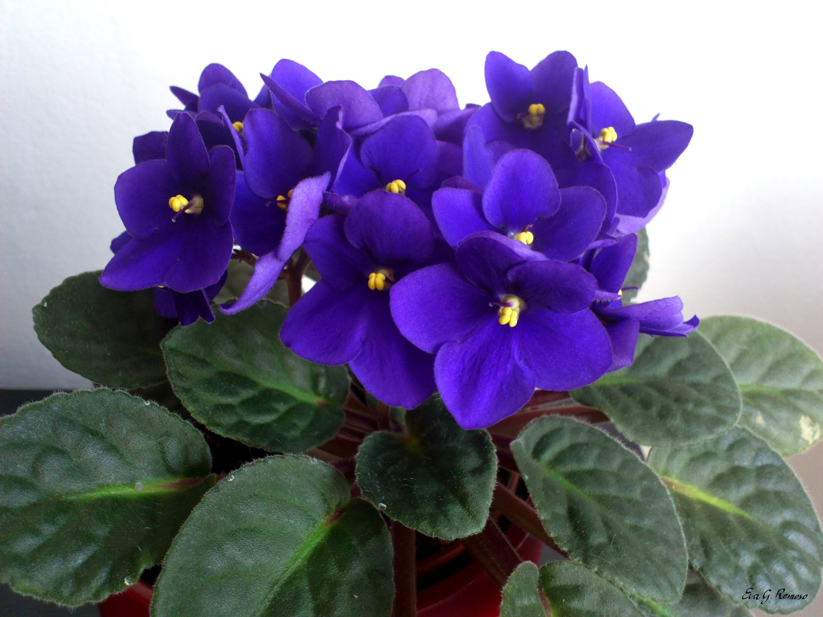 violeta-africana