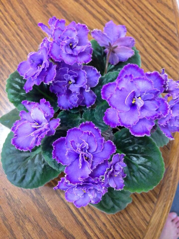 violeta africana]