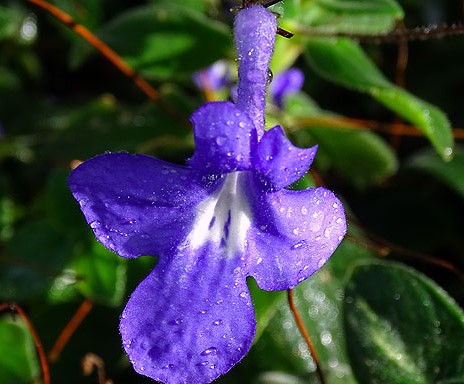 streptocarpus-saxorum-1-1