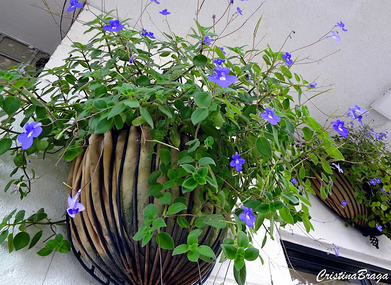 violeta-pendente-streptocarpus-saxorum-1