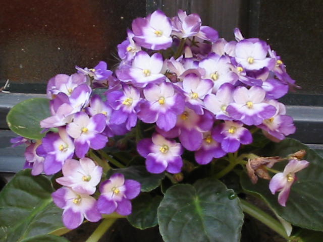 violeta01