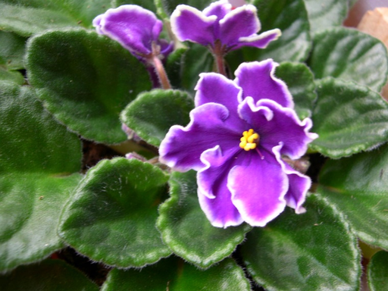 violetaafricana