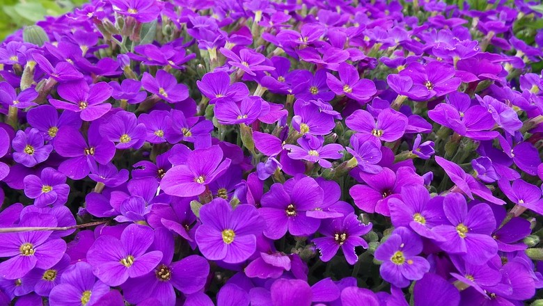 violetas-1