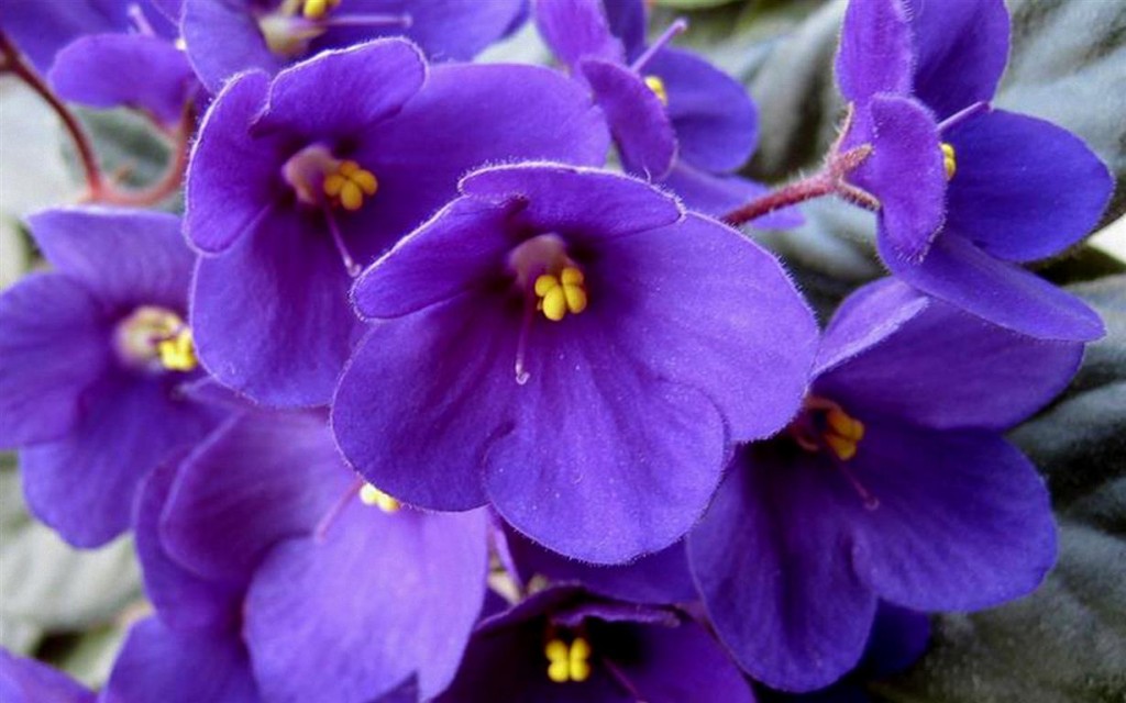 violetas