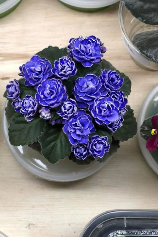 violetas-em-vasos-2