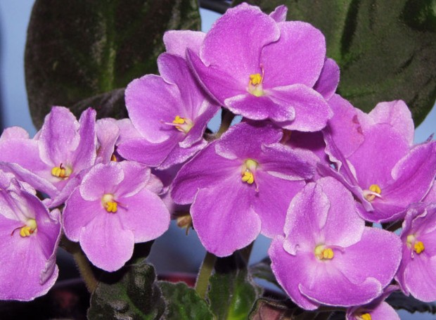 violetas-flores