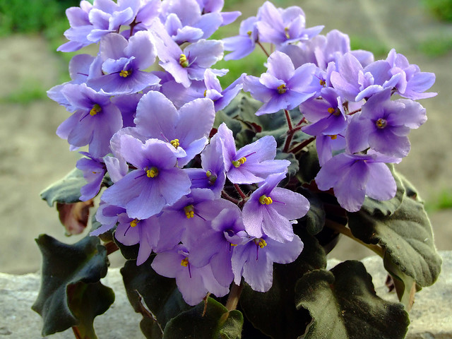 violetas