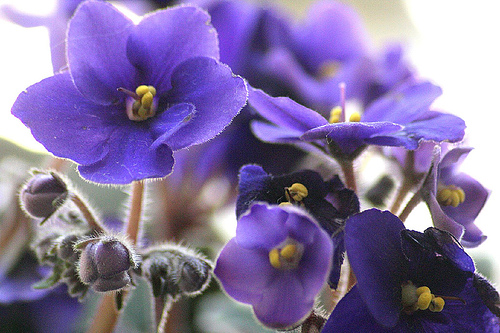 violetas