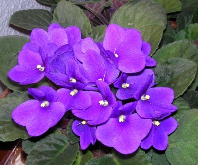 violetas