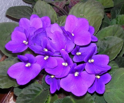 violetas