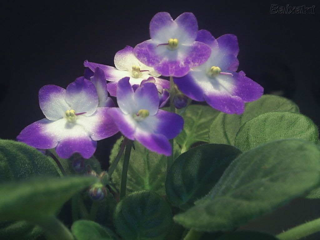 violetas_-00