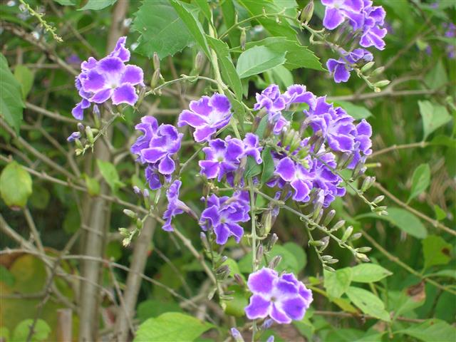 violeteira 