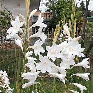 watsonia branca