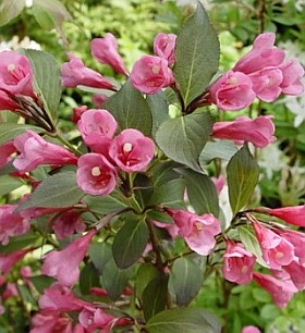 -weigela-