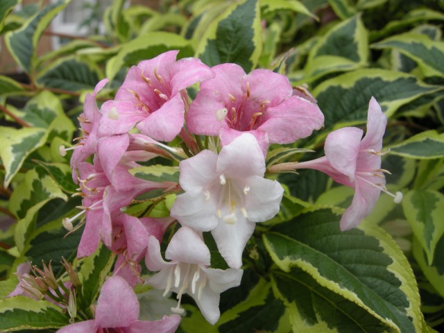 weigela-florida-variegata-flower