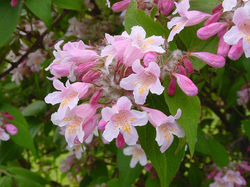 weigela florida