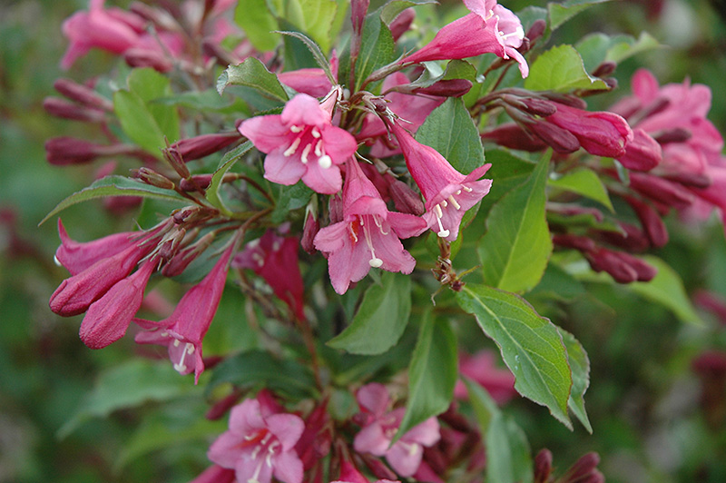 weigela