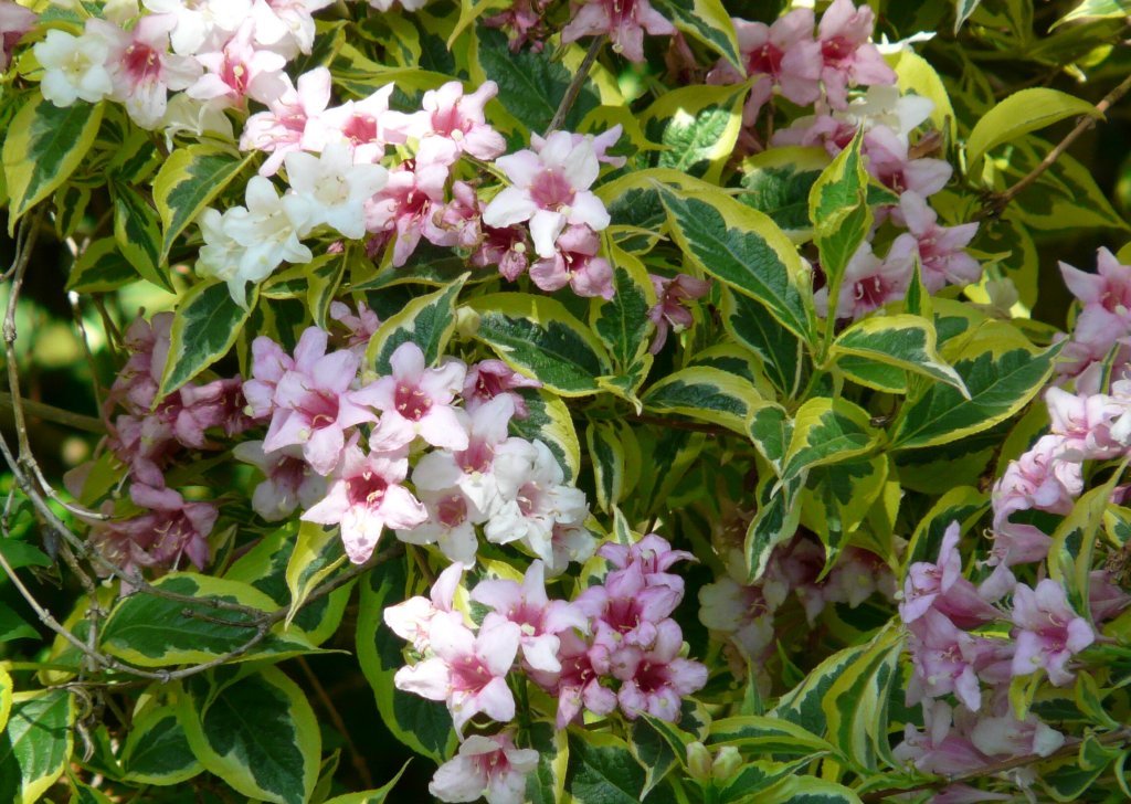 weigela_florida_variegata_03