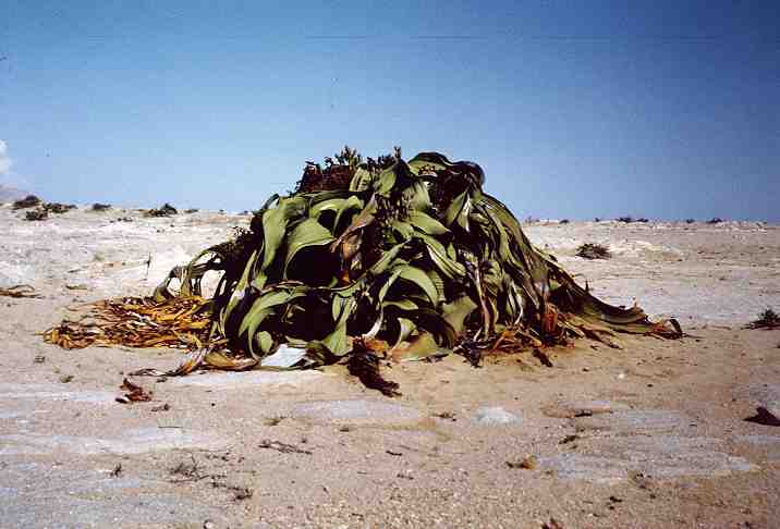 welwitschia5