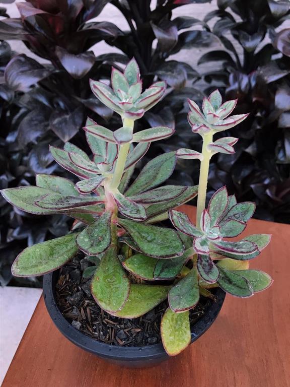 echeveria nodulosa