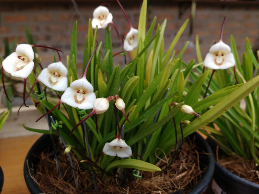 orquídea drácula