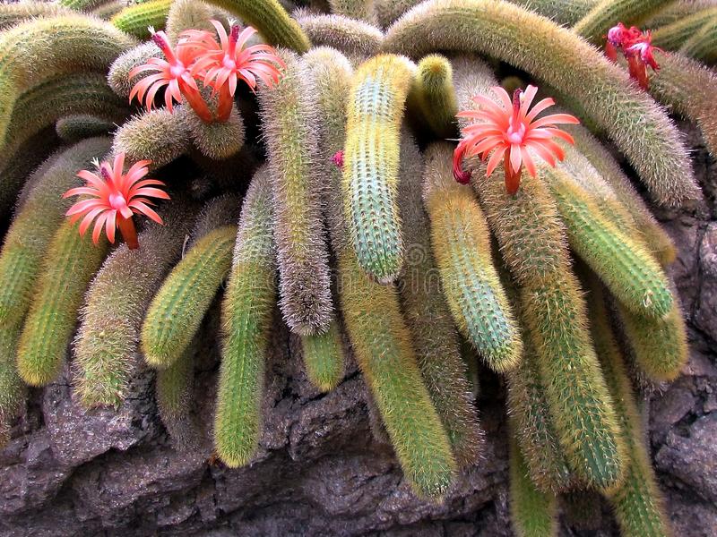 Cleistocactus winteri 