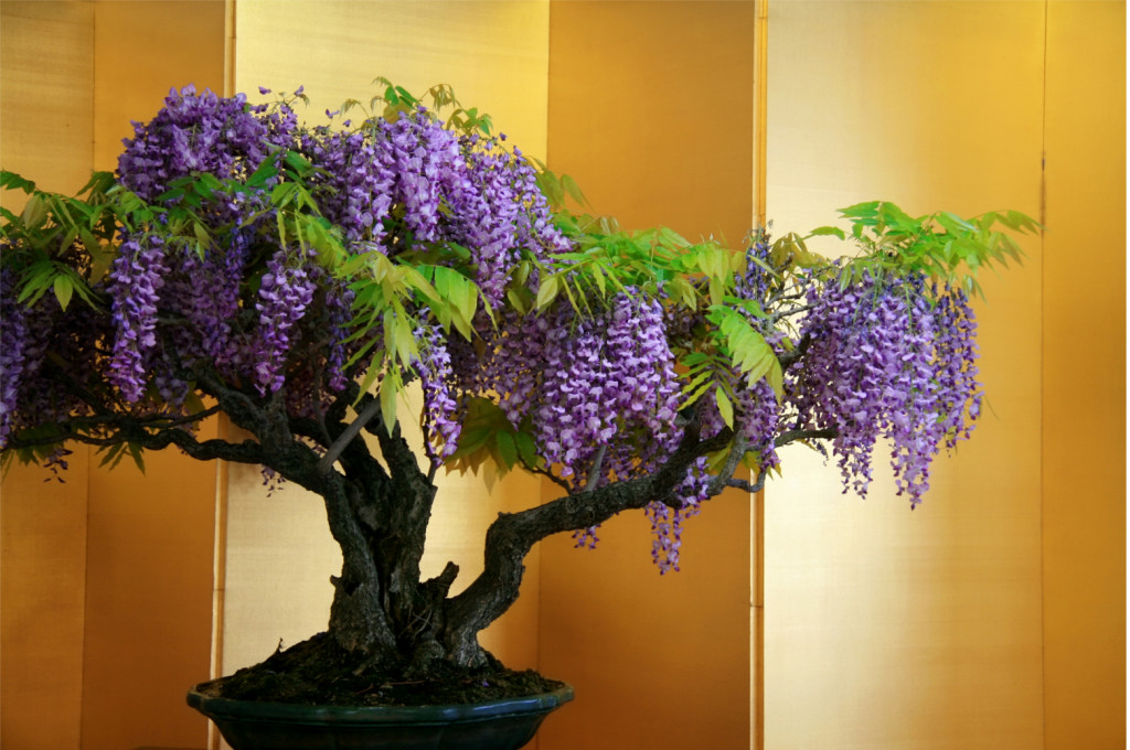 wisteria-chinesa