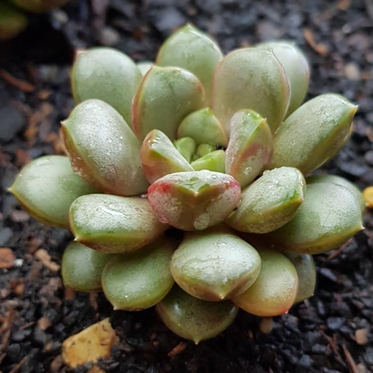 graptoveria-amethorum 