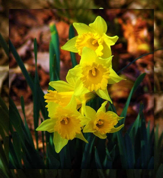 yellow-daffodils-framed1