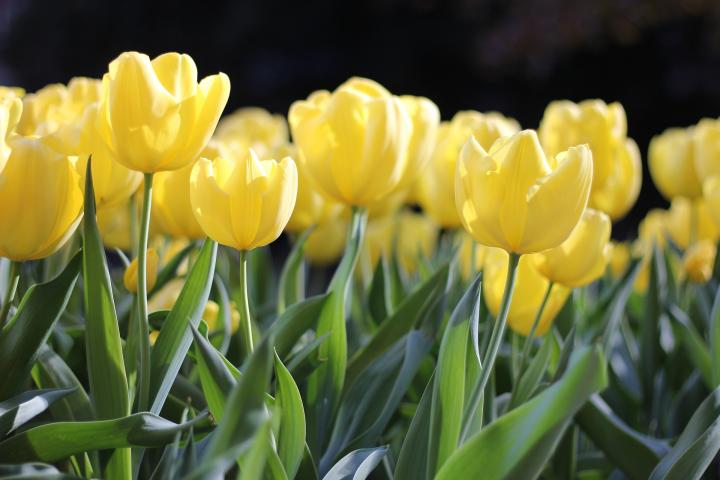yellow-tulips_full_width