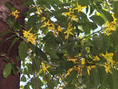 ylang-ylang