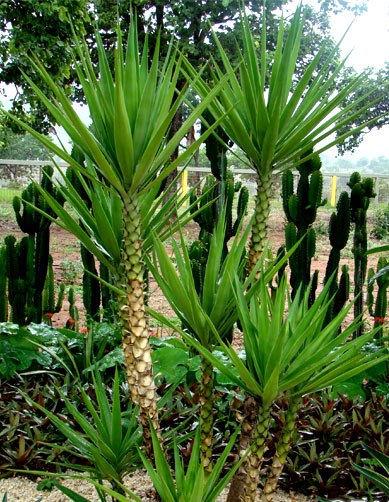 yucca_guatemalensis