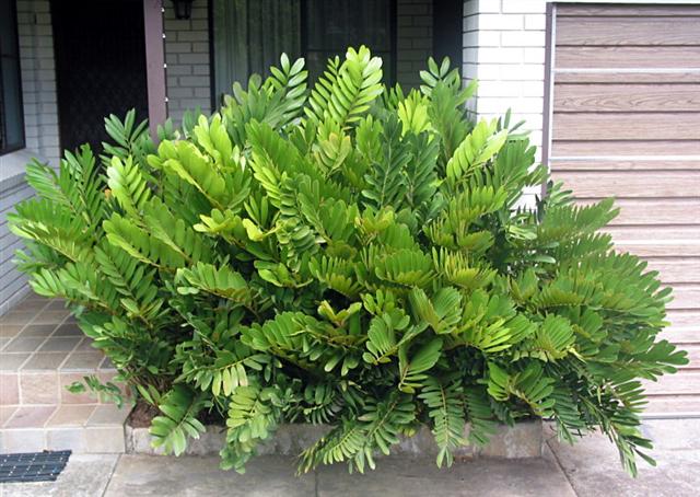 zamia furfuracea (Small)