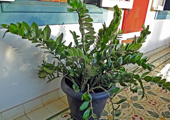 zamioculcas-zamiifolia