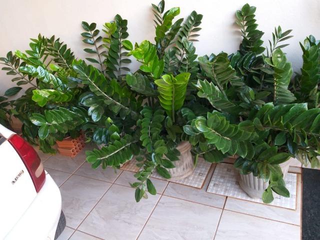 zamioculcas