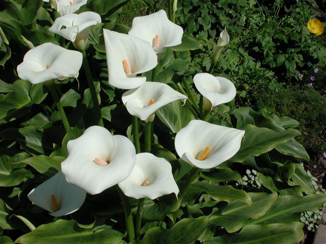 zantedeschia aethiopica (Small)